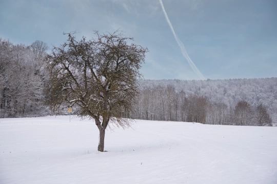 Ein Baum bei Sigmaringen auf einem verschneiten Feld.
